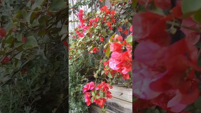 chinese star Jasmine and bougainvillea flowers смотреть онлайн