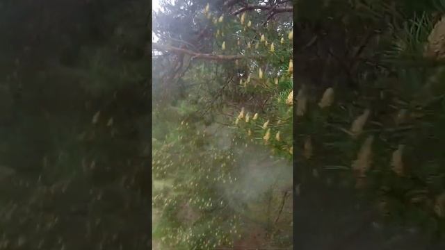 так опыляется ель))) смотрим и офигеваем смотреть онлайн