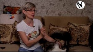 Как вычесывать длинношерстную кошку?