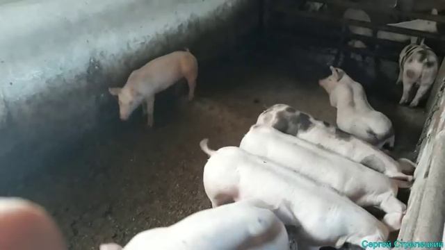 Эксперемент с кормлением свиней смотреть онлайн