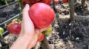 Вкуснейший Сорт томата  Минусинский Арбузный