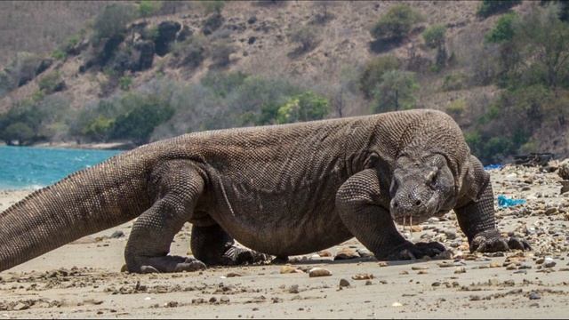 МЕГАЛАНИЯ И ДРАКОН КОМОДО - когда ящерица охотится на слона смотреть онлайн