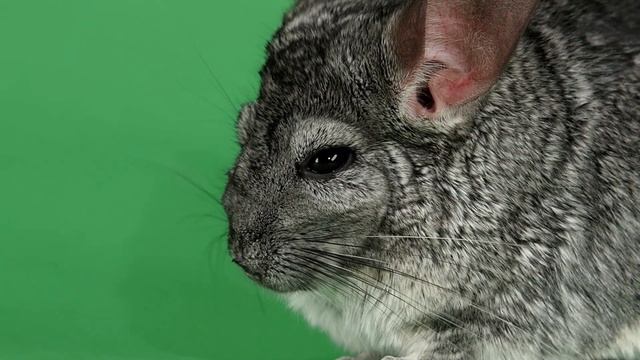 Грызуны для детей ? Рассказы про животных смотреть онлайн