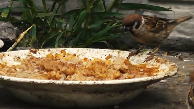 Воробей. Воробьи кушают и черикают смотреть онлайн