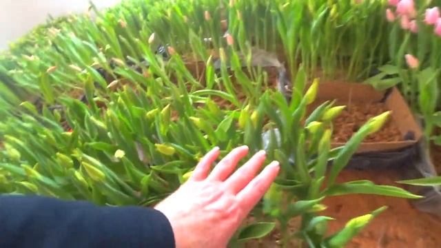 ТЮЛЬПАНЫ ГОЛЛАНДСКИЕ ОПТОМ ЦВЕТЫ К 8 МАРТА ДЛЯ ЛЮБИМЫХ ЖЕНЩИН! смотреть онлайн