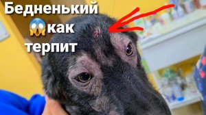 ДЖЕКУ ДЕЛАЮТ СОСКОБ КОЖИ НА ВЫЯВЛЕНИЕ ПОДКОЖНОГО КЛЕЩА