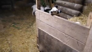 У козы понос. Что делать?