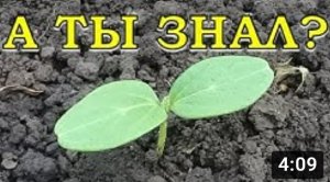 Сажаем огурцы на ВТОРОЙ ОБОРОТ???