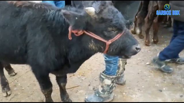 #МолБозор Молбозор Мужун Панҷшанбе Нарх наволар...