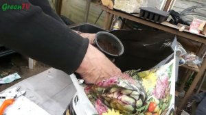 Как размножить самшит. Размножение самшита черенками.