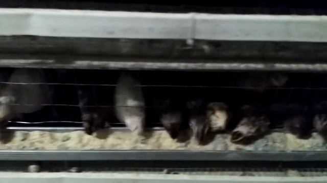 Молодняк перепелов в домашних условиях . Зимний период . смотреть онлайн