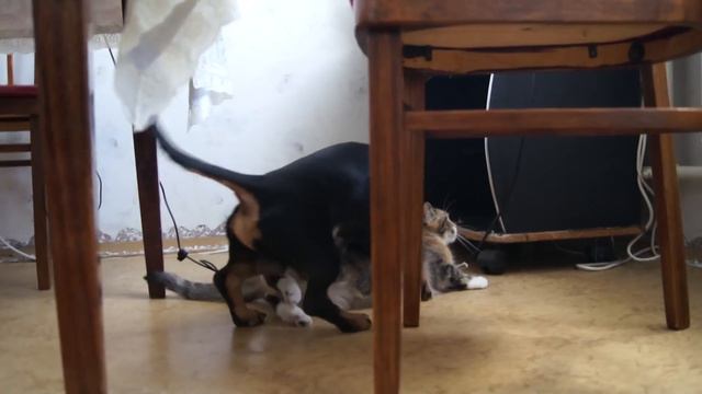 откуда взялся КОТОПЕС