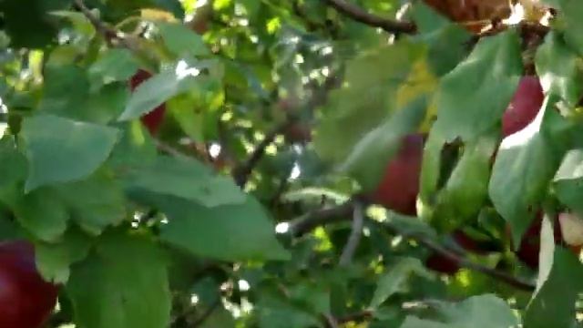 Лучшие сорта яблок. Прогулка по саду сорта Белорусское сладкое, Арнабель, Сябрына,Поспех вербное смотреть онлайн