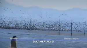 Баклан атакует