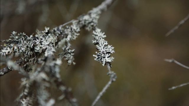 У таёжного костра. Серия 2 смотреть онлайн