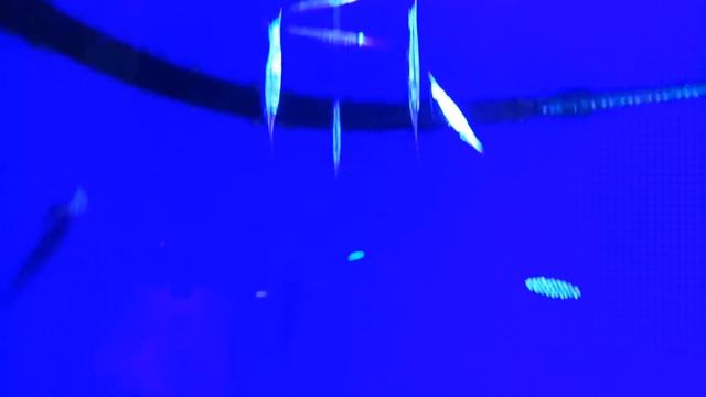 Океанариум в Дубай Молл ч.14 смотреть онлайн