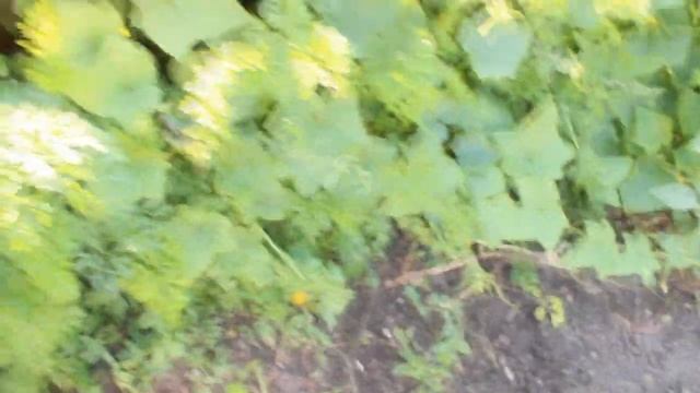 Танцы до утра ,убрала все грунтовые помидоры ,уже накрутила а это осталось .Не поливала все лето ) смотреть онлайн