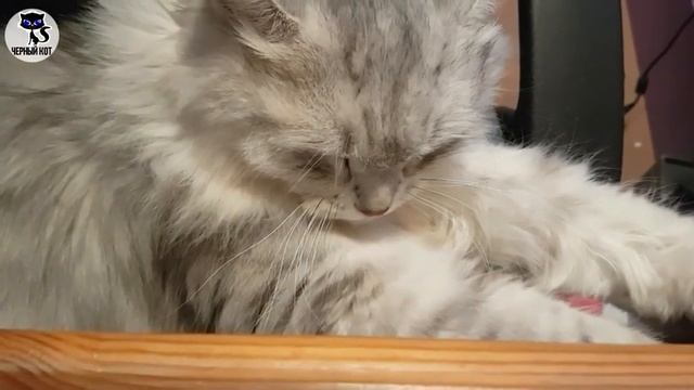 ✔ Сибирская кошка, плюсы и минусы породы. Почему стоит завести сибирскую кошку? смотреть онлайн