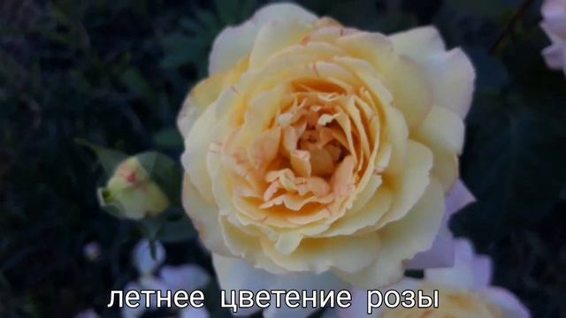 ?Роза Глория Дей/Rosa Gloria Dei/ от французского садовода Фрэнсис Мейланд.?? смотреть онлайн