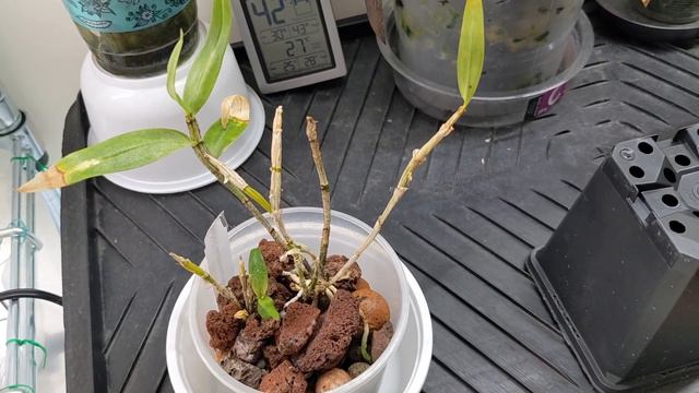 Inventory check in 2023 - Dendrobiums смотреть онлайн