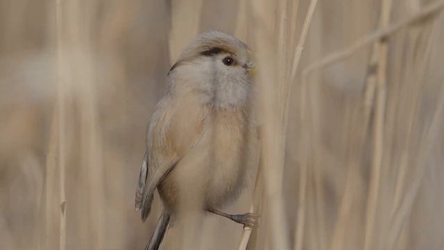 Тростниковая сутора в тростнике смотреть онлайн