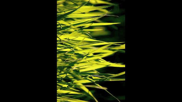 Kaija Saariaho ~ Jardin secret II смотреть онлайн