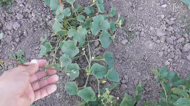 Ожина Лох Тей (Loch Tay) - перший врожай одно- та двохрічного куща