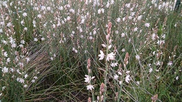 Растения Кирьят Арбы. Asphodelus Fistulosus - 15.04.2019 смотреть онлайн