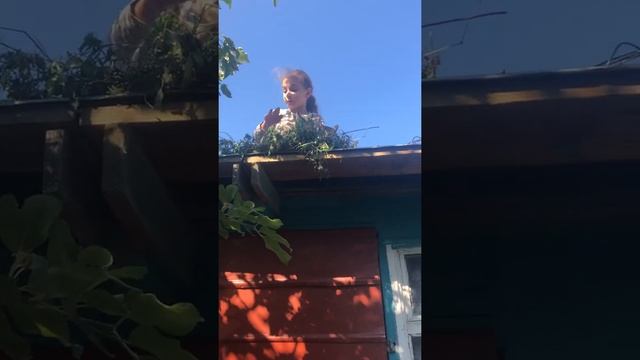 Кошки под камерой