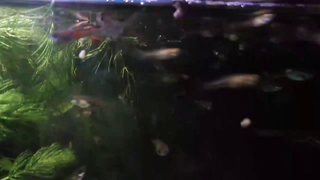 эндлеры смотреть онлайн