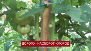 Томат Колхозная королева мой шедевр этого лета