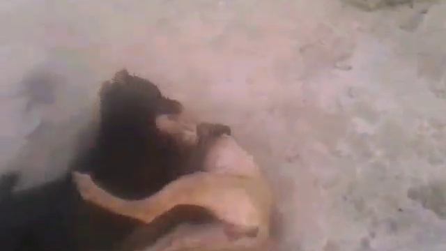 Бой сабачи смотреть онлайн