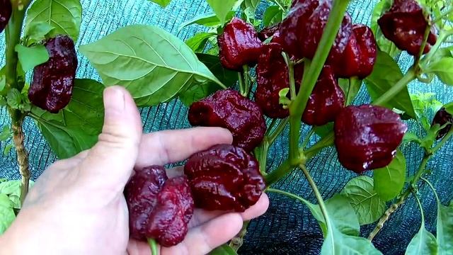Самые острые перцы в мире теперь в моей коллекции ! смотреть онлайн