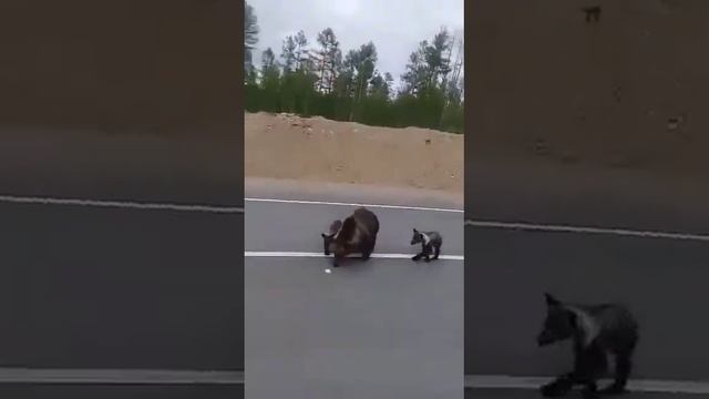 медведи в кемеровской области смотреть онлайн