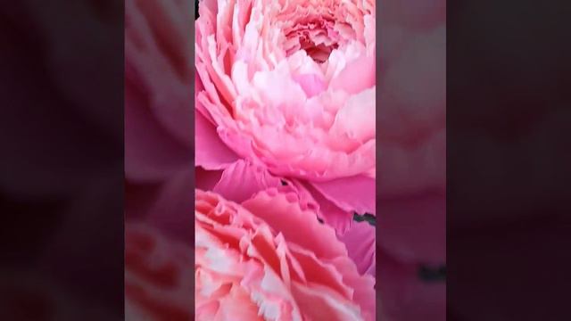 Пион из крепированной бумаги смотреть онлайн