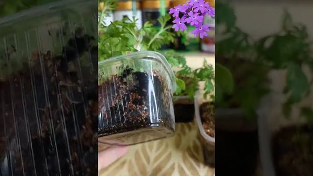 Ампельная вербена из семян смотреть онлайн