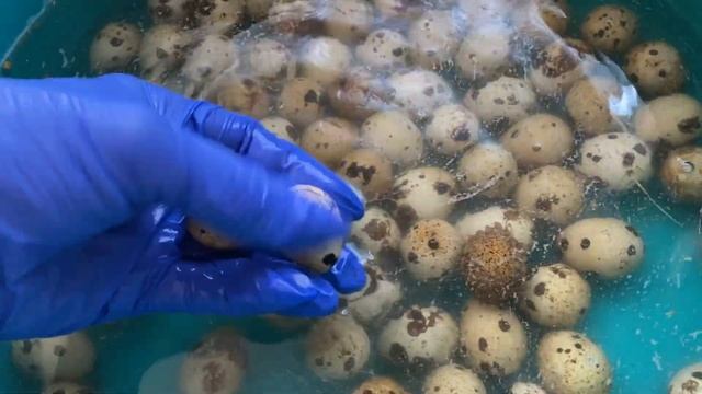 Перепел должен быть в каждом доме//Для чего мыть инкубационное яйцо//Напольное содержание перепела смотреть онлайн