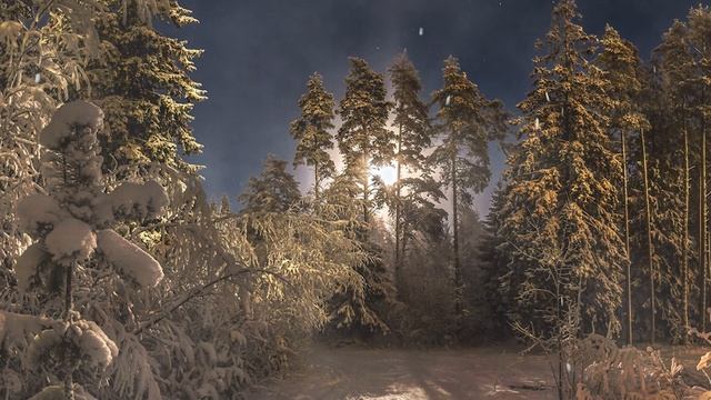 Звуки зимнего леса | Снег, зимующие птицы смотреть онлайн