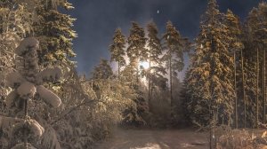 Звуки зимнего леса | Снег, зимующие птицы