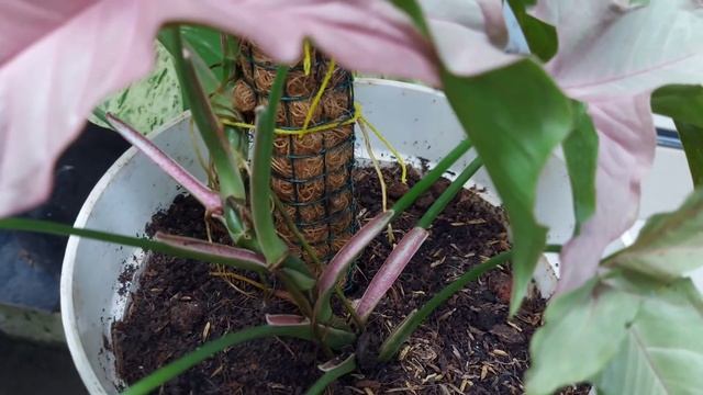 SYNGONIUM NEON ROBUSTA | Si Cantik Syngonium Berdaun Pink