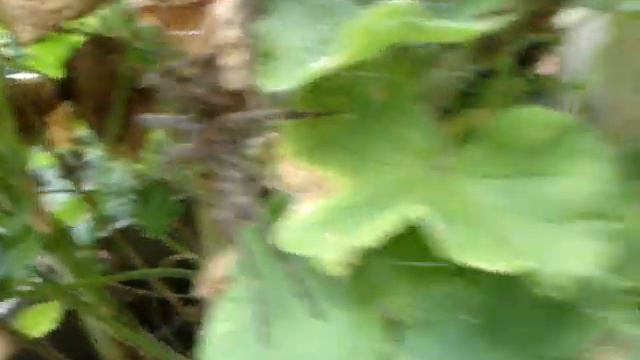 Big Nursery Spider смотреть онлайн