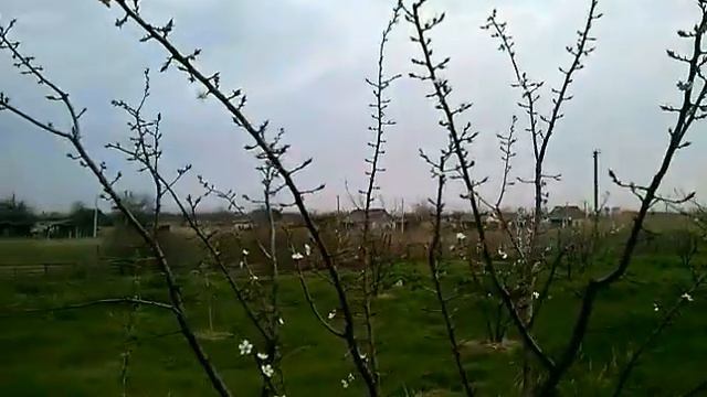 Прогулка по саду. Начало эксперимента. 18. 04. 18 смотреть онлайн