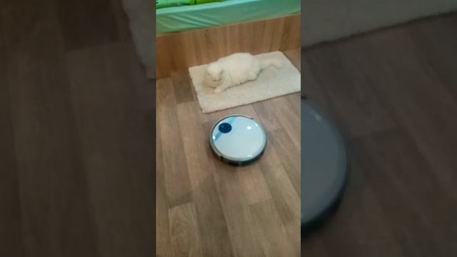 Мартин белый кот кайфует, а робот пылесос ездит вокруг. смотреть онлайн