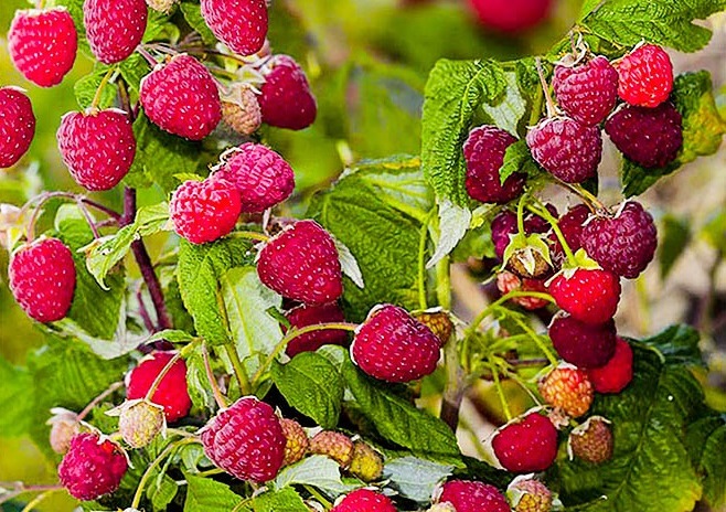 МАЛИНА ЗАВАЛИТ ВАС УРОЖАЕМ, Если сделать ЭТО. Уход За Малиной Осенью. Правильная обрезка малины. смотреть онлайн