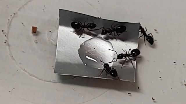 ? Dolichoderus quadripunctatus & Fructose [Week 4] смотреть онлайн