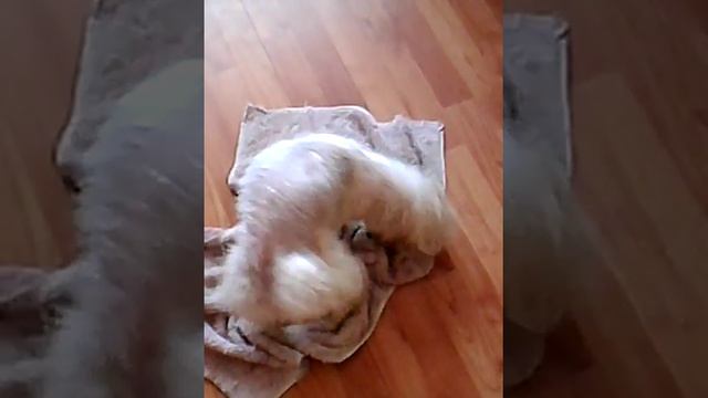 Супер сабакин... смотреть онлайн