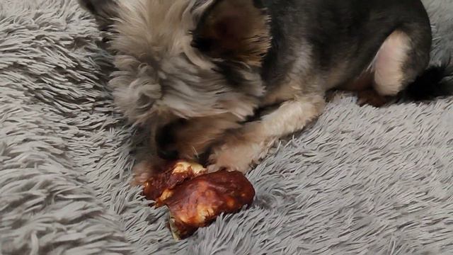 Все забрал и лежит ест. Dog. смотреть онлайн