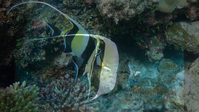 Aquarte — Moorish idol смотреть онлайн