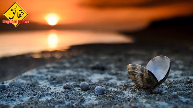 Peals Oyster History In Urdu Hindi By | Haqaiq Ki Duniya سیپ کے موتی смотреть онлайн