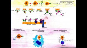 Патофизиология белой крови. Лейкоцитозы, лейкопении.